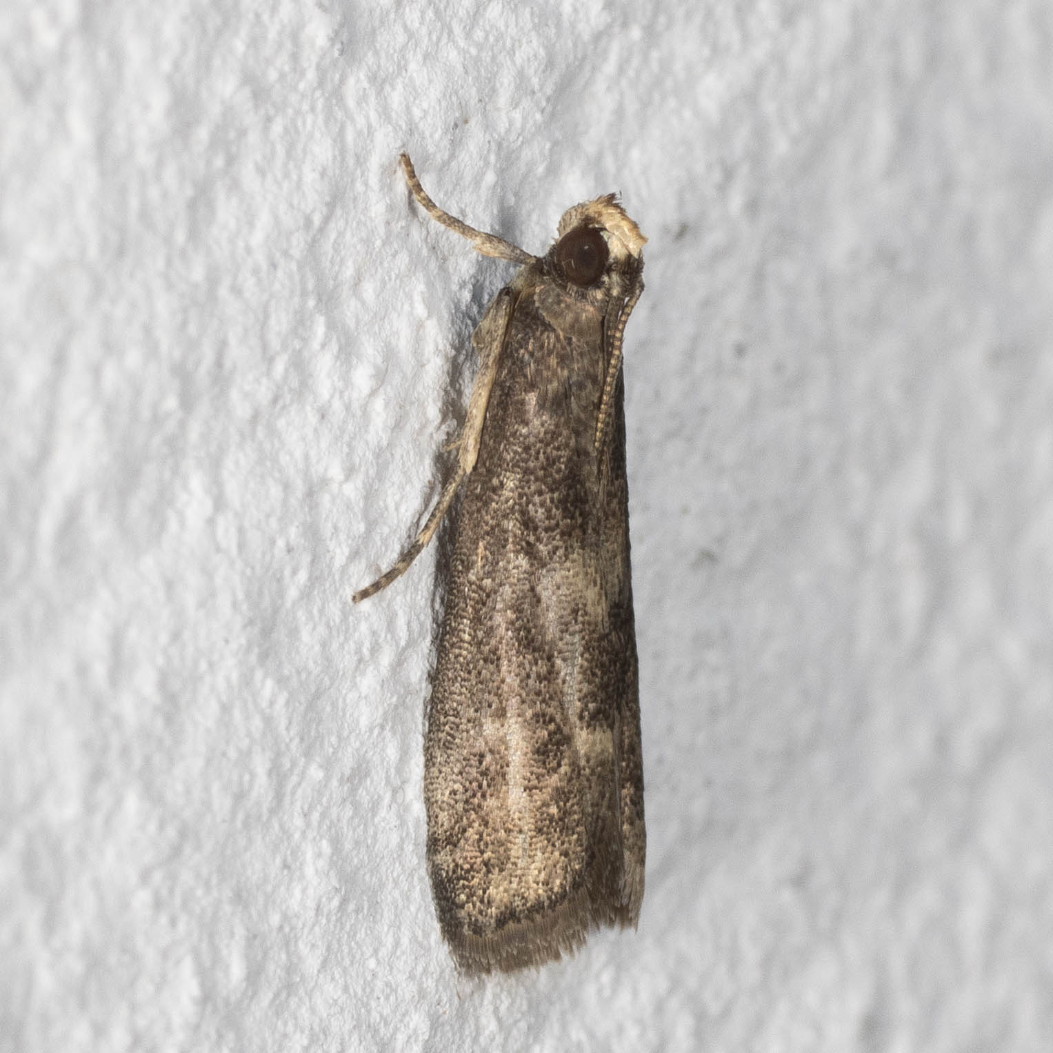 Pyralidae: Glyptoteles leucacrinella ?